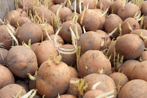 кълнове от картофи