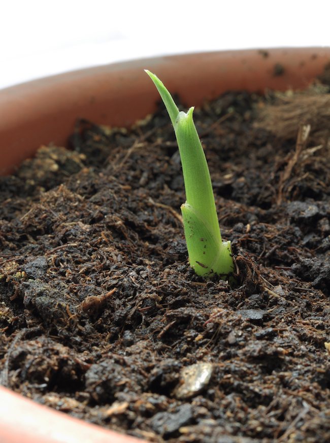 Rădăcina de ghimbir a încolțit cum să se planteze?