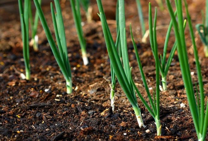 Did the planted onions sprout before winter? how to act