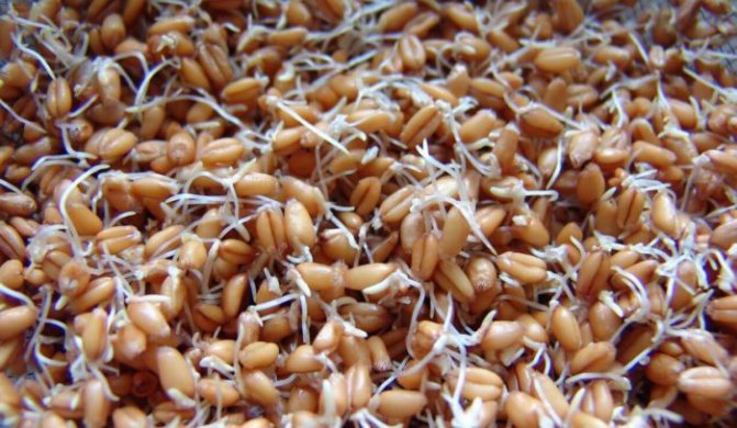 Ang mga sprouted grains ay isang mapagkukunan ng mga bitamina