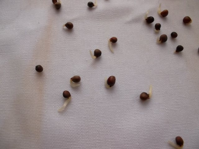 Sprouted cabbage seeds
