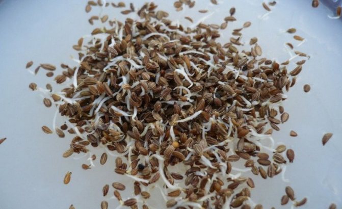 Sprouted carrot seeds