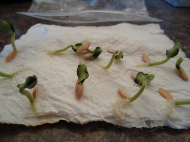 semințe de castravete încolțite