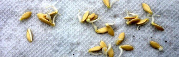 semințe germinate