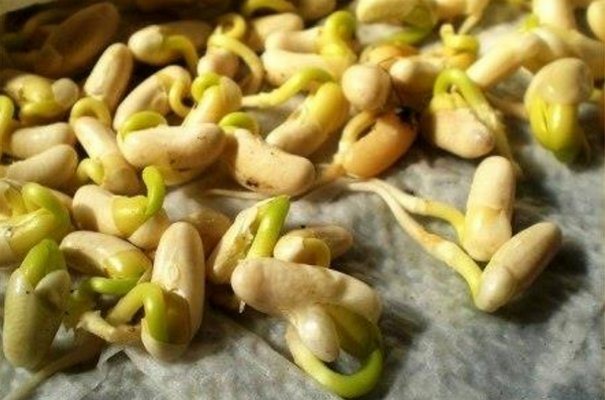 Semințe de fasole încolțite