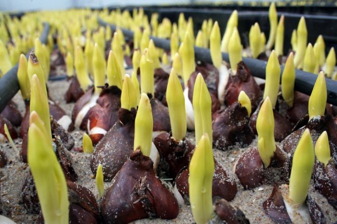 Sprouted tulip bulbs