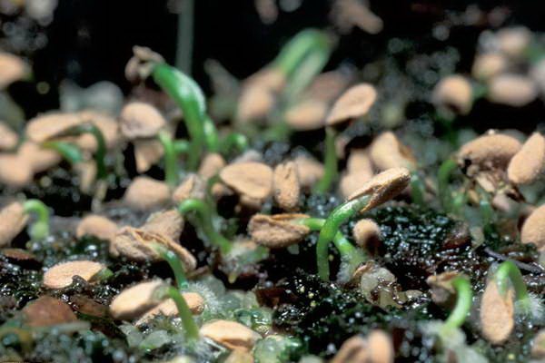 Sprouted sarracenia seeds photo