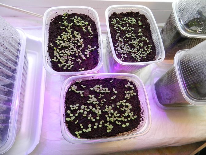 sprouted tobacco seeds in trays