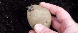 Покълнала ранна картофена грудка преди засаждане