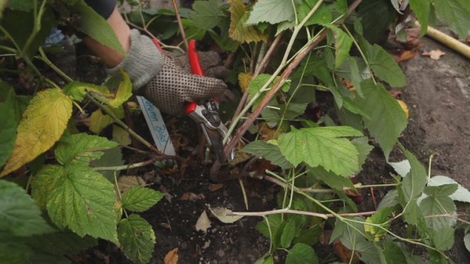 Simple and clear instructions for pruning remontant raspberries in the fall for beginners