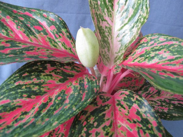 Simple and important tips for caring for aglaonema at home
