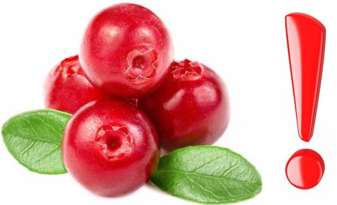 Contraindications to the use of cranberries