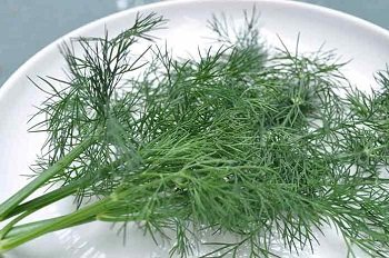 Contraindications to the use of dill and the effect of herbs on the body