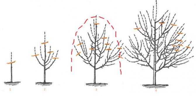 Carrying out formative pruning of cherries is aimed at creating the most durable and powerful skeleton and involves the formation, taking into account the location of the crown tiers