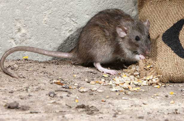 وصفات مثبتة وأدوية فعالة لمحاربة الفئران في حظيرة دجاج