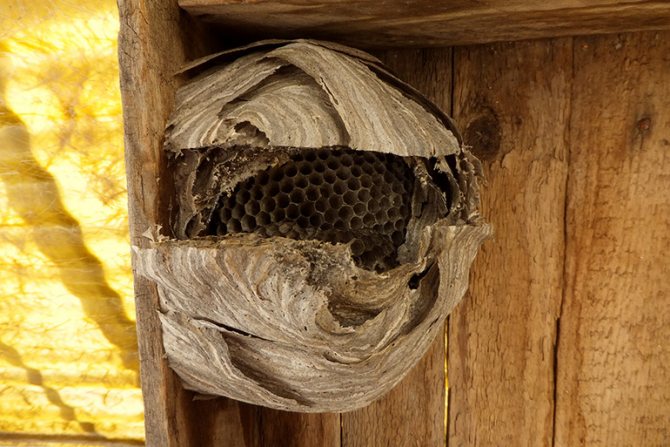 Доказани начини за премахване на гнездо на оси