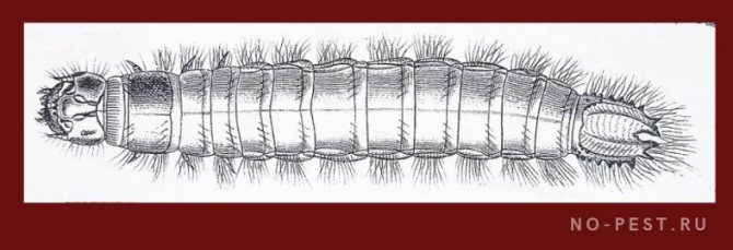 larva de viermi sârmă