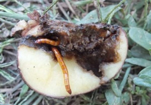 Cacing wayar dalam kentang