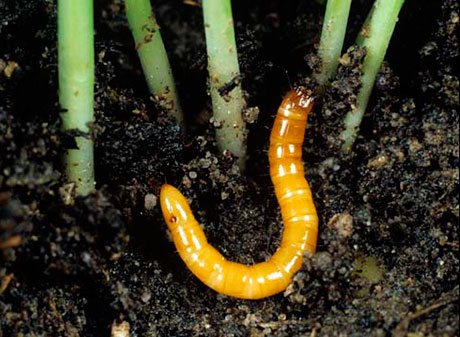 Wireworm in the garden photo