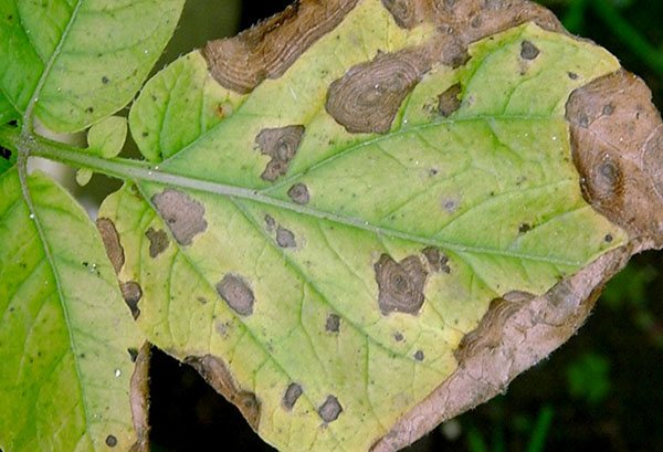 Manifestation of anthractosis on a bean leaf