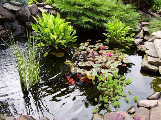 Pond lilies are the center of the composition, do not require complex care and all summer delight the eye with bright colorful flowers. However, they must be planted in a quiet, calm pond, without splashes and active movement of water.