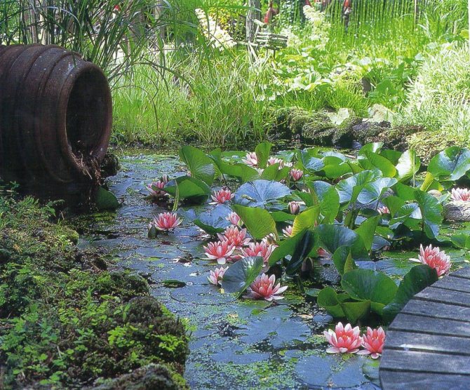 Pond plants need a pond like air! They perform a protective function - they protect water from blooming and overheating, saturate the water with oxygen, remove harmful substances that have a detrimental effect on the ecosystem of the pond.
