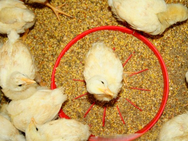 Kycklingen måste matas inom två timmar från födelseögonblicket
