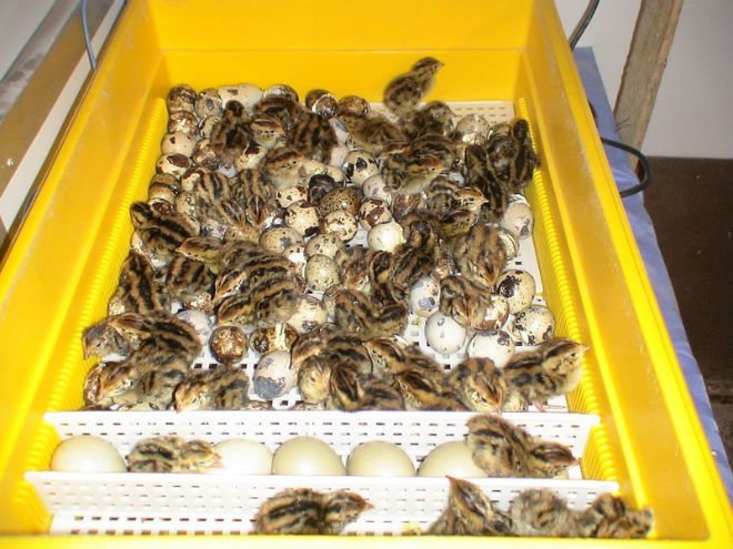 Quail chicks must dry in the incubator