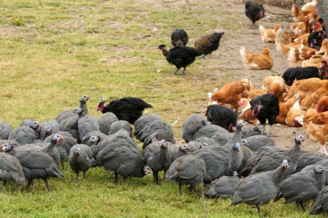 Poultry yard