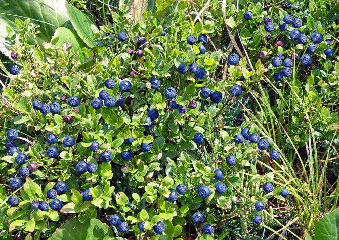 Kotoran burung tidak sesuai untuk menyuburkan semak blueberry