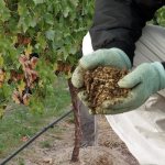 Bird droppings as a fertilizer for grapes