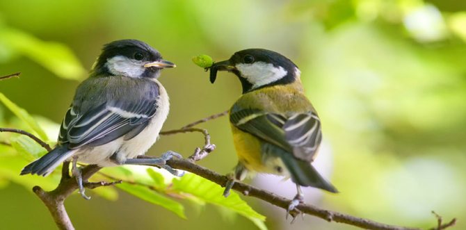 Birds destroying harmful insects