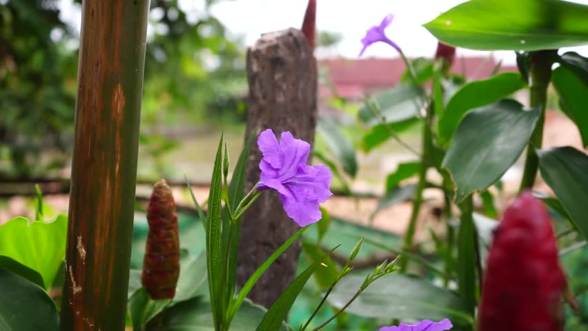 Purple tuberose flower