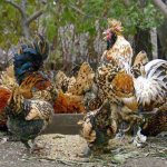 Пушкинска порода пилета