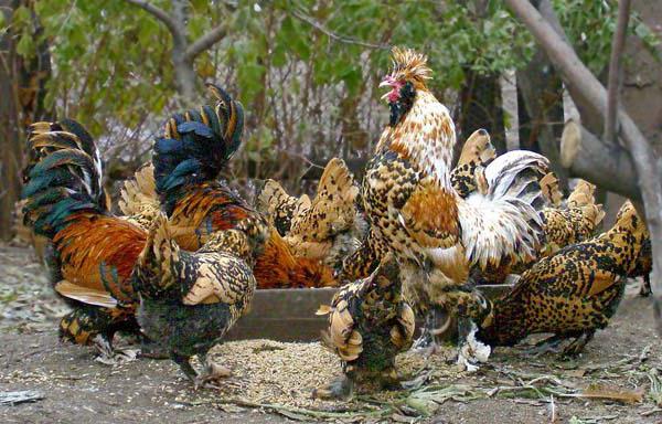 Pushkin ras av kycklingar