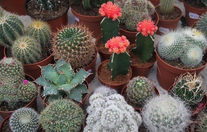 Desert cacti - ascetic beauty