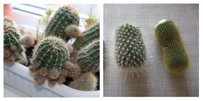 Pouštní kaktusy - asketická krása