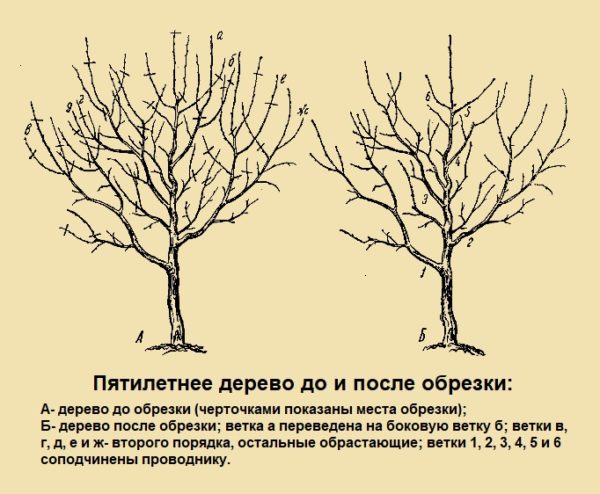 Copac de 5 ani înainte și după tăiere