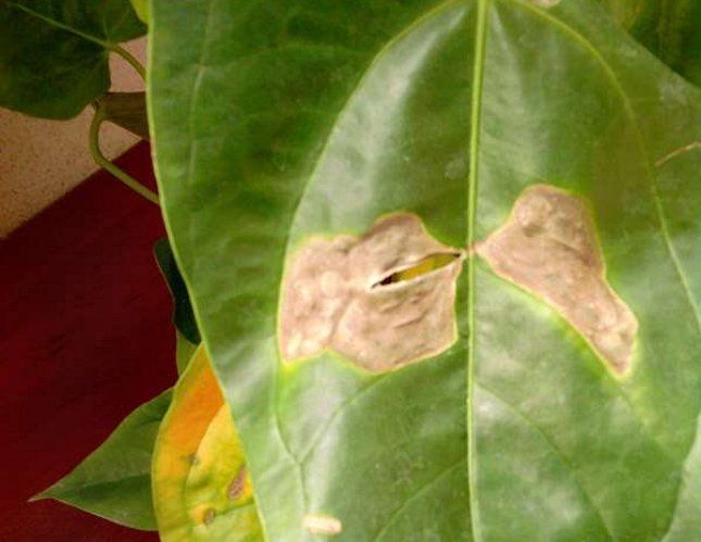 Bintik-bintik di daun