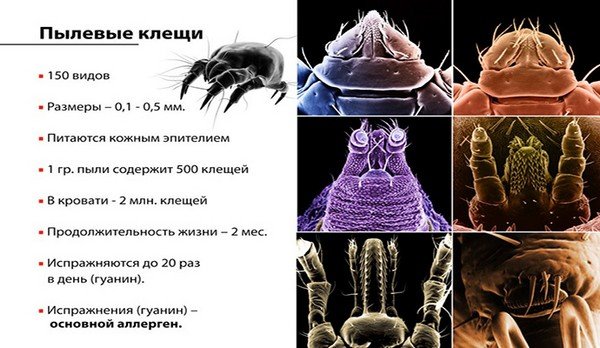 Dust mite: photo of the parasite, signs of allergic reactions and their treatment