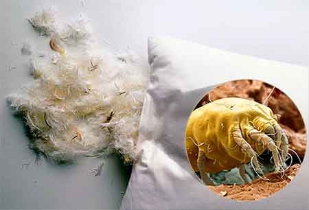 Tungau habuk: gambar parasit, tanda-tanda reaksi alergi dan rawatannya