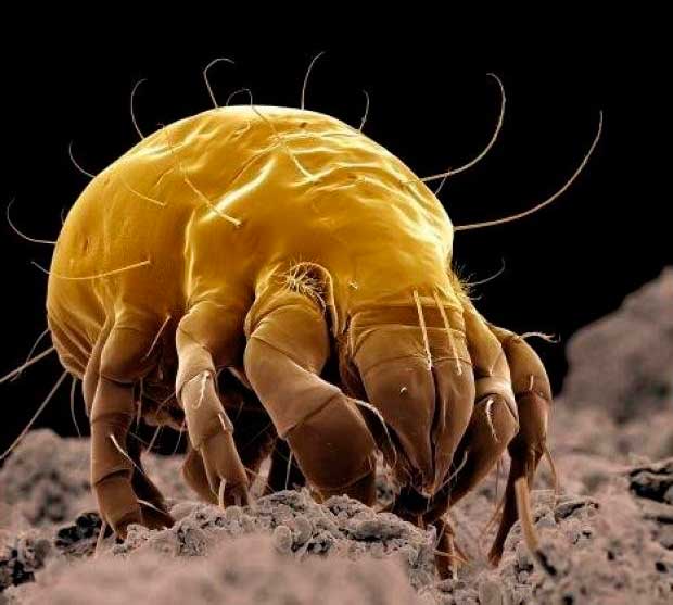 Ang dust mite sa ilalim ng mikroskopyo