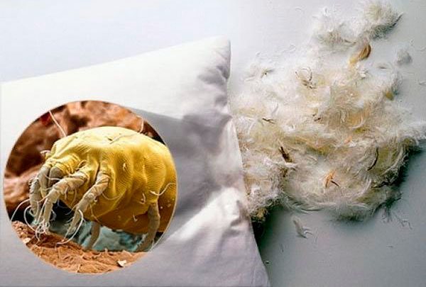 Акарите за прах се намират в възглавници, матраци, одеяла