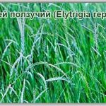 Пшенична трева пълзящи лечебни свойства и противопоказания