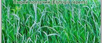 Wheatgrass creeping medicinal properties and contraindications