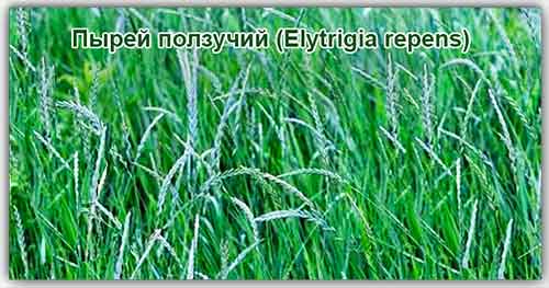 Pšeničná tráva plíživá léčivé vlastnosti a kontraindikace
