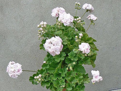 Svěží Pelargonium Blossom Millfield Rose