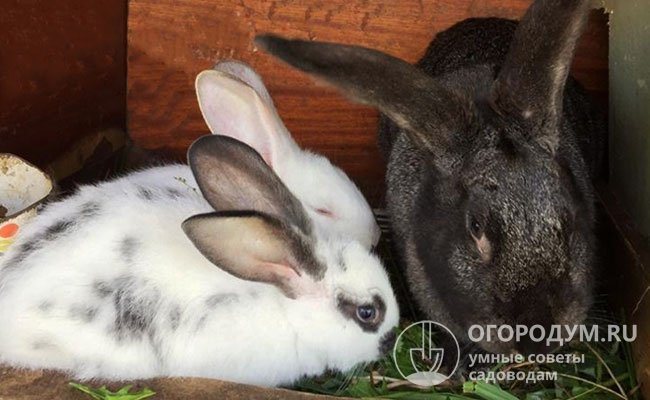 Strava králíků by měla být pestrá, bohatá na bílkoviny a vitamíny.