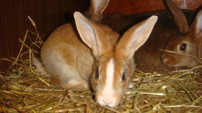 Диетата на зайците задължително трябва да включва сено или клони на дървета.