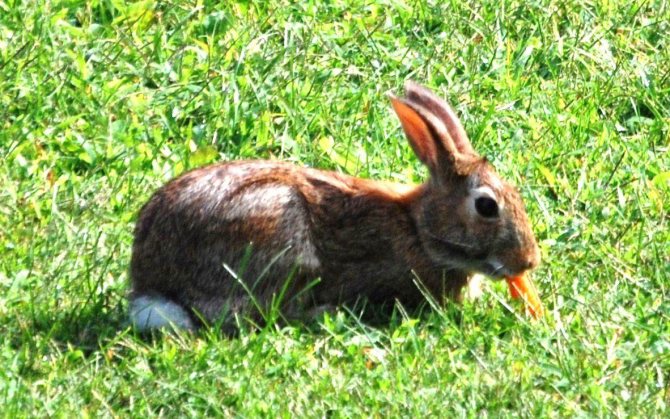 Зайците имат голямо разнообразие от диети, но всеки знае колко много обича морковите.